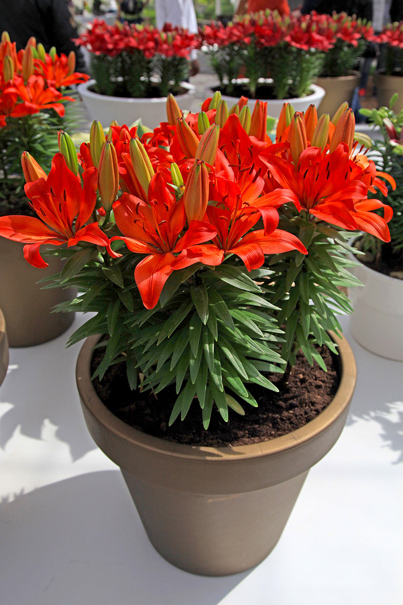 bouquets  / bridal bouquets 