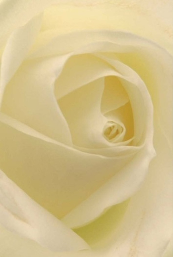 From a close perspective, this blooming white rose reveals its tranquil beauty and sophistication-a signature of fine Norbiton floral design. Soft layers of white and cream petals ripple together, illuminated by diffused daylight evocative of Norbiton's quiet avenues after a gentle rain. The spiral heart of the rose, nearly mathematically perfect, hints at the purity and gentle resilience found in the best wedding arrangements or as an elegant centrepiece for life's milestones. Local artistry is evident in the precise placement of every petal, creating a seamless harmony reminiscent of Norbiton's relaxed pace and leafy side streets. The bloom's pristine lines and subtle shadows evoke a sense of peace and offer a silent message of support, love, or celebration. A faint, fresh fragrance seems to linger in the air, reinforcing the clean, soft emotion the flower conveys. Ideal for heartfelt occasions, this rose stands as a quiet tribute to the refined craftsmanship and heartfelt intentions of Norbiton's floral community.