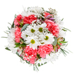 This bouquet embodies Norbiton's light, cheerful atmosphere in floral form, arranged to usher in spring's freshness and renewal. At its core, joyful white daisies with sunlit lime centers bask among plush, coral-pink carnations-their soft, ruffled petals contributing both colour and movement. Sprays of fine gypsophila intersperse the composition, each tiny white flower catching and diffusing the surrounding light, making the bouquet seem to glow from within. Discreet hints of alstroemeria buds, blushed and streaked with gentle hues, peek from the foliage, bringing an extra layer of sophistication to the piece. The setting of eucalyptus leaves and dark green sprigs envelops the flowers in natural tranquility, reminiscent of the leafy byways near Norbiton Station and Cambridge Road. The bouquet's rounded, balanced design conveys both celebration and calm-an ideal choice for local birthdays, family gatherings, or simply to add everyday joy to a Norbiton home. Arranged with the kind of care and flair that defines the area's best florists, this floral gift radiates tenderness, attention to detail, and a sense of connection to the community it serves.